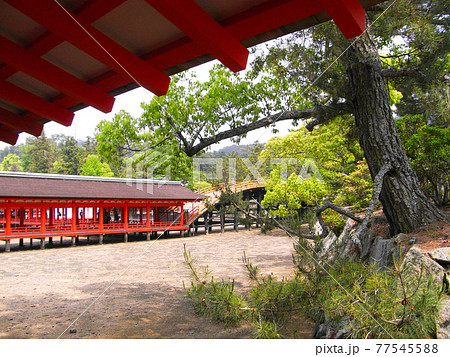干潮時の厳島神社(広島県廿日市市宮島町) 77545588