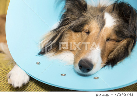 エリザベスカラーをしたままソファーで寝る犬　シェルティー 77545743