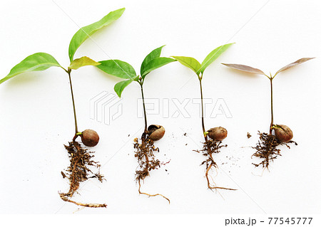 どんぐりの葉と根っこ どんぐりの葉と根っこ 77545777