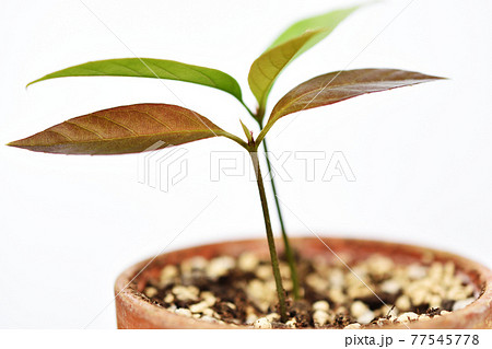 どんぐり栽培 77545778