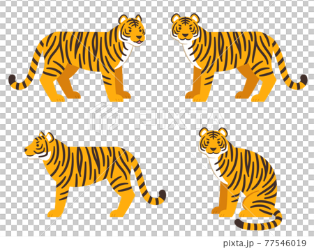 Tiger illustration set 77546019