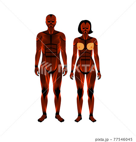 Human muscular system Human muscular system 77546045