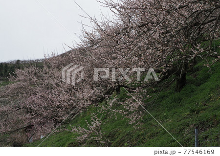 賀名生梅林 賀名生梅林 77546169