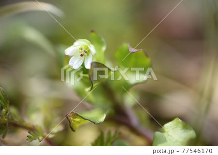 白い草の花 白い草の花 77546170