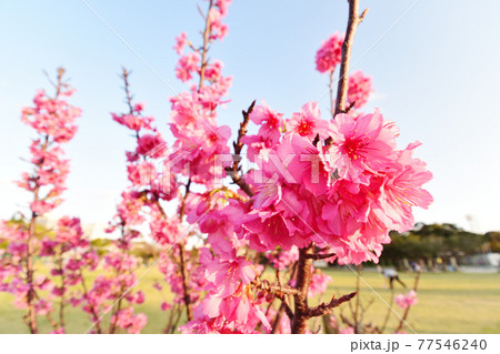 沖縄の公園で撮影した桜 沖縄の公園で撮影した桜 77546240