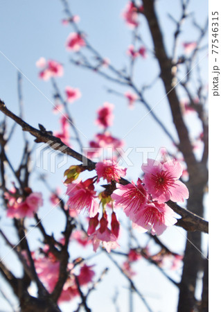 沖縄の桜 咲き始めの寒緋桜 沖縄の桜 咲き始めの寒緋桜 77546315