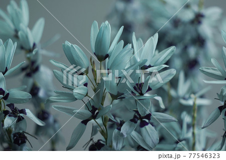 powder blue flowers powder blue flowers 77546323