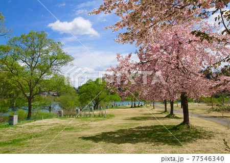 白川ダム湖岸公園の八重桜（山形県・飯豊町） 77546340