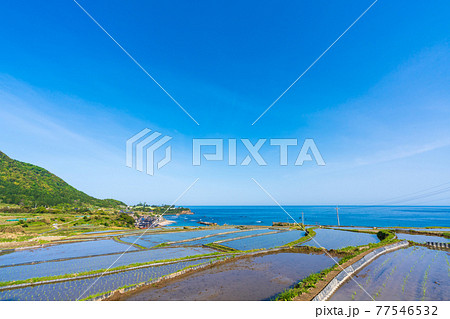 京都 袖志の棚田 京都 袖志の棚田 77546532