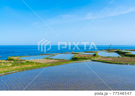 京都　袖志の棚田  77546547