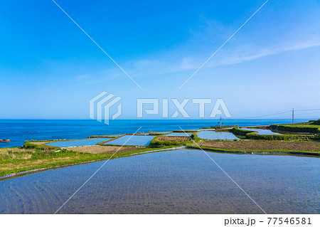 京都　袖志の棚田  77546581