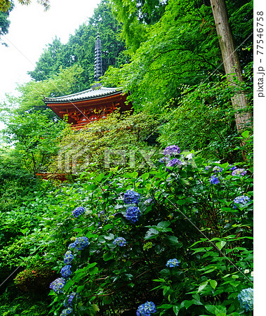 岩船寺　あじさい 77546758
