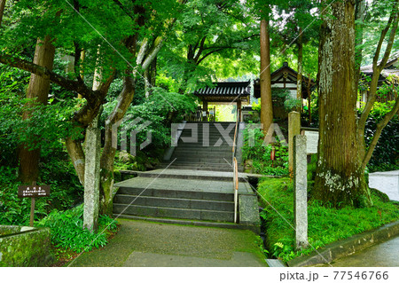 岩船寺　あじさい 77546766