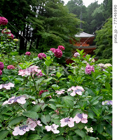 岩船寺 あじさい 岩船寺 あじさい 77546990