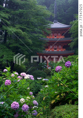 岩船寺　あじさい 77547025