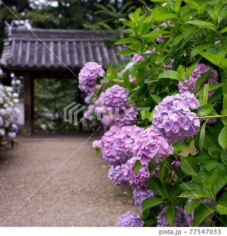 岩船寺　あじさい 77547033