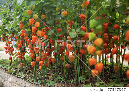 ほおずき ほおずき 77547347