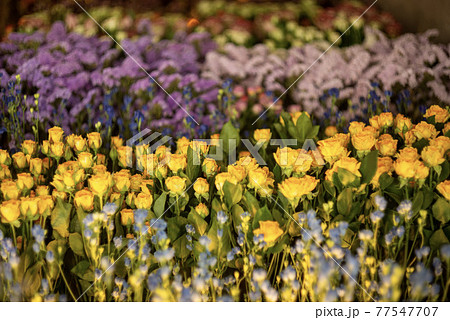 川越のドライフラワー 川越のドライフラワー 77547707