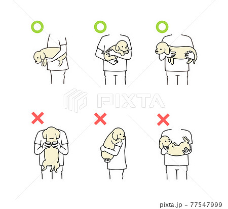 犬の正しい抱き方 誤った抱き方のイラスト素材