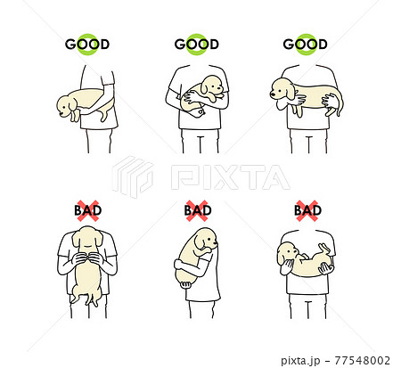 犬の正しい抱き方 誤った抱き方のイラスト素材