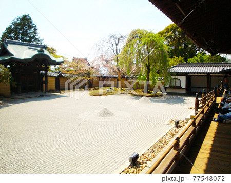 高台寺の枝垂れ桜と庭園(京都府京都市東山区下河原町)2009年4月12日撮影 77548072