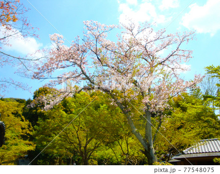 高台寺の桜(京都府京都市東山区下河原町)2009年4月12日撮影 高台寺の桜(京都府京都市東山区下河原町)2009年4月12日撮影 77548075