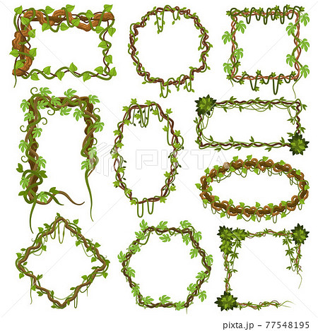 green vine borders