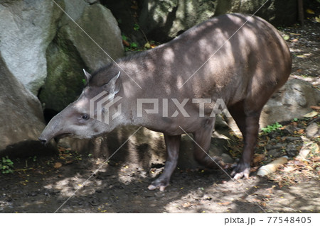 動物園で飼育されるアメリカバクの写真素材