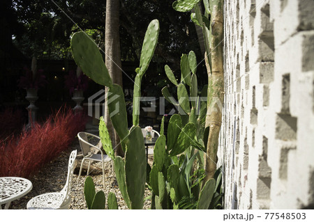 Lush tropical garden with assorted plants and flowers Lush tropical garden with assorted plants and flowers 77548503
