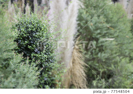 Lush tropical garden with assorted plants and flowers Lush tropical garden with assorted plants and flowers 77548504