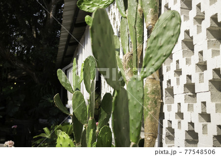 Lush tropical garden with assorted plants and flowers Lush tropical garden with assorted plants and flowers 77548506