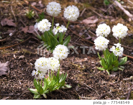 水辺のプリムラ 77548549