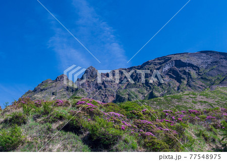 初夏の阿蘇仙酔峡に咲く花ミヤマキリシマの山の風景 77548975