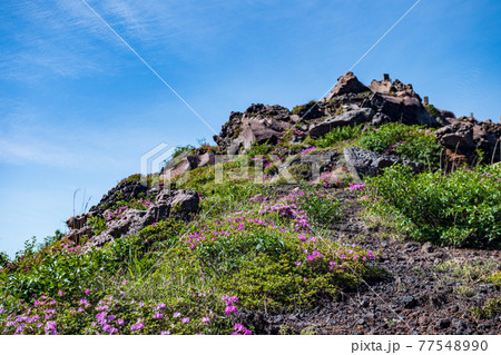 初夏の阿蘇仙酔峡に咲く花ミヤマキリシマの山の風景 初夏の阿蘇仙酔峡に咲く花ミヤマキリシマの山の風景 77548990