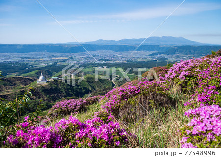 初夏の阿蘇仙酔峡に咲く花ミヤマキリシマの山の風景 初夏の阿蘇仙酔峡に咲く花ミヤマキリシマの山の風景 77548996