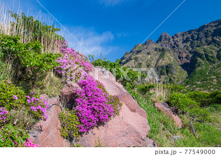 阿初夏の阿蘇仙酔峡に咲く花ミヤマキリシマの山の風景 阿初夏の阿蘇仙酔峡に咲く花ミヤマキリシマの山の風景 77549000
