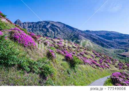 初夏の阿蘇仙酔峡に咲く花ミヤマキリシマの山の風景 初夏の阿蘇仙酔峡に咲く花ミヤマキリシマの山の風景 77549008