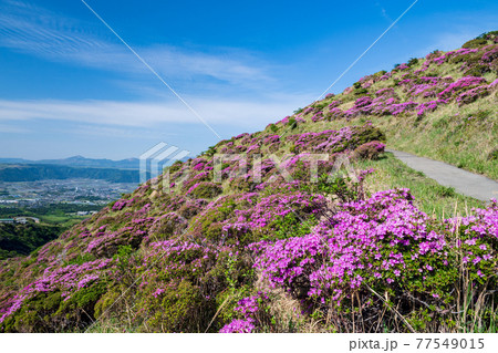 初夏の阿蘇仙酔峡に咲く花ミヤマキリシマの山の風景 77549015