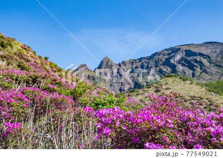 初夏の阿蘇仙酔峡に咲く花ミヤマキリシマの山の風景 初夏の阿蘇仙酔峡に咲く花ミヤマキリシマの山の風景 77549021