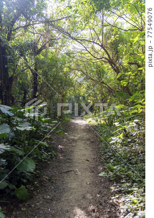 奄美大島　手広海岸のハートロックへ続く道 77549076