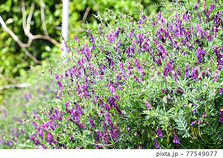 ナヨクサフジ（弱草藤） 77549077