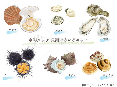 水彩タッチの食用貝類セット　　 77549107