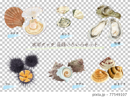 水彩タッチの食用貝類セット　　 77549107