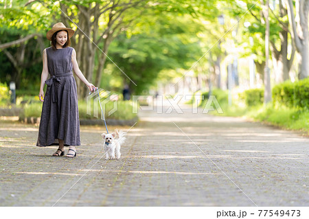 小型犬と一緒に散歩する若い女性　柏の葉公園 77549473