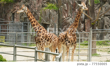 動物 キリン アフリカの 77550005