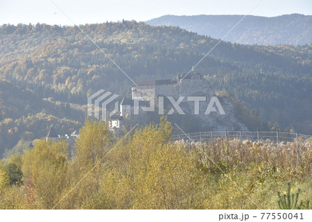 山 鶏冠 とさか 77550041