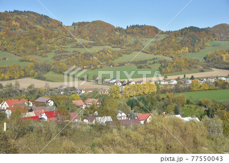山 鶏冠 とさか 77550043