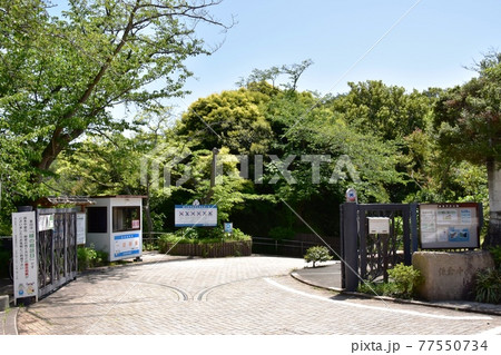 鎌倉市 鎌倉中央公園の清水塚口(駐車場受付)と新緑 鎌倉市 鎌倉中央公園の清水塚口(駐車場受付)と新緑 77550734
