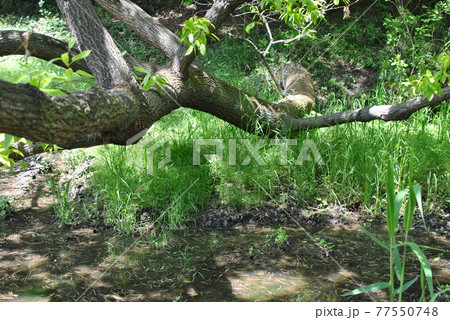倒木のような木 77550748