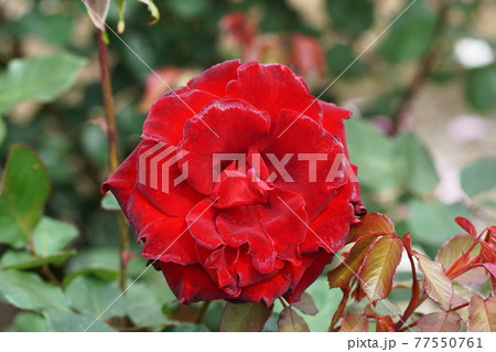 バラ　Rose 77550761